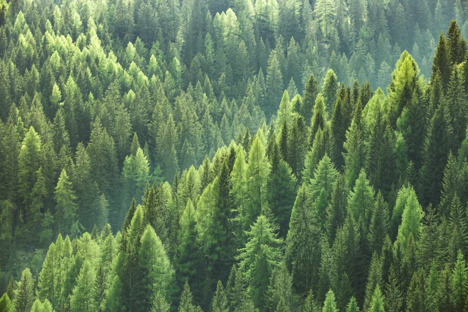 Bostep - Green Forest Woodland Photo Wallpaper Mural - Image 3
